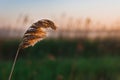 Closeup photo of a lone stem of reed at sunset. Green lawn and a lake on the background