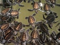 Closeup photo of lots of small newborn turtles in water tank at wildlife rescue center