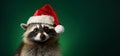 Closeup photo of lovely raccoon wearing red Santa Claus hat, isolated on green studio background