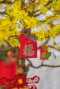 Closeup photo of lucky money hanging on apricot blossom tree