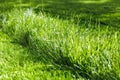 Closeup photo of lush, fresh green grass on the lawn in the garden in sunny day. Mowing, cut lawn, ecological resources Royalty Free Stock Photo