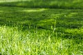 Closeup photo of lush, fresh green grass on the lawn in the garden in sunny day. Mowing, cut lawn, ecological resources Royalty Free Stock Photo