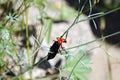 A closeup photo of a Lytta magister, the desert blister beetle or master blister beetle Royalty Free Stock Photo