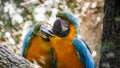 Closeup photo of macaw parrots couple cleaning each others feathers in the zoo Royalty Free Stock Photo