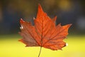 Closeup view of a dried maple leaf Royalty Free Stock Photo