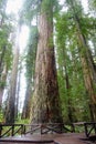 A closeup photo of a massive redwood in Stout Grove in Jedediah Smith Redwoods State Park, outside Crescent City, California