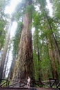 A closeup photo of a massive redwood in Stout Grove in Jedediah Smith Redwoods State Park, outside Crescent City, California