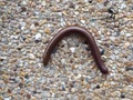 Photo of Millipede Crawling on the Floor