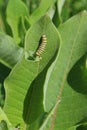 Monarch caterpillar on green milkweed leaf Royalty Free Stock Photo