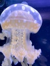 Closeup photo of a moon jellyfish Royalty Free Stock Photo