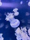 Closeup photo of a moon jellyfish Royalty Free Stock Photo