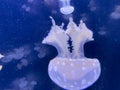 Closeup photo of a moon jellyfish Royalty Free Stock Photo