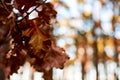 Closeup photo of a oak leaf on a tree branch in a forest with winter or autumn sun Royalty Free Stock Photo