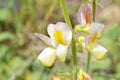 Onobrychis michauxii flower in wild Royalty Free Stock Photo