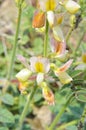 Onobrychis michauxii flower in wild Royalty Free Stock Photo