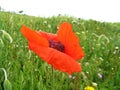 Papaver orientale wild poppy flower , flora Iran Royalty Free Stock Photo