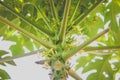 papaya flower