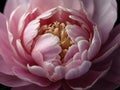 Closeup macro view of beautiful pink purple peony flower bud. Nature bloom floral, background