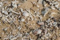 closeup photo of pile of dead coral and dead clam shell on the beach