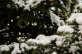 Closeup photo of pine covered in snow in winter season background Royalty Free Stock Photo