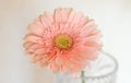 Closeup photo of pink  daisy gerbera Royalty Free Stock Photo