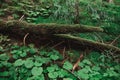 Closeup photo of plants on the ground in the forest. Background. Log with moss lies on the grass in the forest. Untouched nature Royalty Free Stock Photo