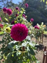 Flower - Pompom dahlia tubers Royalty Free Stock Photo