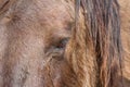 A photo portrait of a wild horses Royalty Free Stock Photo