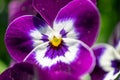 Purple Pansy Macro Closeup Photo Royalty Free Stock Photo