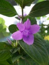 Closeup photo of a purple Philippine Violet