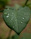 A raindrops on the leaf