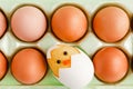 Closeup photo of raw chicken eggs and toy chicken in egg box. Top view. Food background. Royalty Free Stock Photo