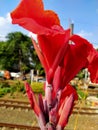 Closeup Photo of Red Canna Lily Flower With Blurred Green Leaf Background Royalty Free Stock Photo