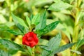 Closeup photo of red garden balsam flower