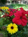 Closeup photo of unique red hibiscus flowers and yellow calendula flowers in the garden partially blurred background