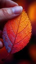 Closeup Photo of a Red Leaf with Water Drops Royalty Free Stock Photo