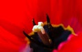 Closeup photo of red tulip core, abstract floral background, dew drops on petals of flower, spring time nature detail Royalty Free Stock Photo