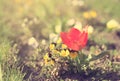 Closeup photo of a red tulip flower in park Royalty Free Stock Photo