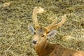 Closeup photo of reindeer with horn