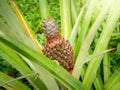 Closeup photo of ripe tropical pineapple growing on the plantation Royalty Free Stock Photo
