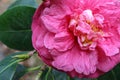 Blooming camellia.Rose color Camellia flower, closeup photo. Royalty Free Stock Photo