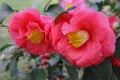 Blooming camellia.Rose color Camellia flowers, closep photo.