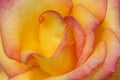 Closeup photo of rose flower