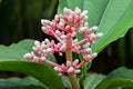 Closeup photo of Rose Grape, Showy Medinilla flower in pink Royalty Free Stock Photo