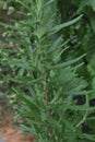 Rosemary growing on the herb garden Royalty Free Stock Photo