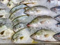 Closeup photo of sea bass and plaice fish for sale