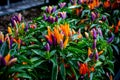 A closeup view of Ornamental peppers displaying red, orange, purple and yellow fruit