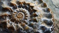 A closeup photo shows the intricate patterns and textures of a fossilized ammonite shell delicately uncovered through a