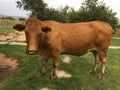 A photo of a single brown cow