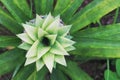 Closeup photo of small growing pineapple with fresh green leaves Royalty Free Stock Photo